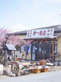 【群馬】3万5千本の梅の花が咲き誇る絶景😍秋間梅林で春の訪れを感じよう🌸