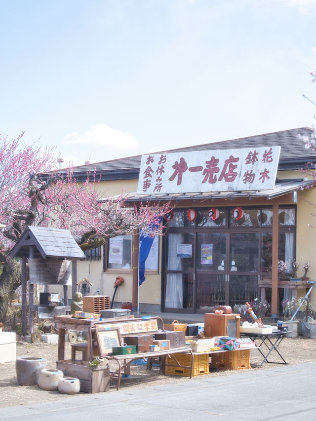 【群馬】3万5千本の梅の花が咲き誇る絶景😍秋間梅林で春の訪れを感じよう🌸