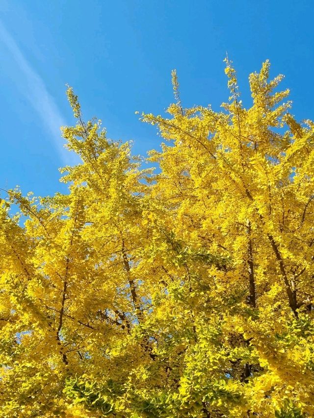 가을에 가장 아름다운 서울동네💛