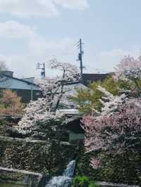 Sanmachi Suji 