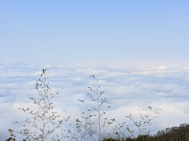霧裡的茶園～雲嘉五連峰（台灣）