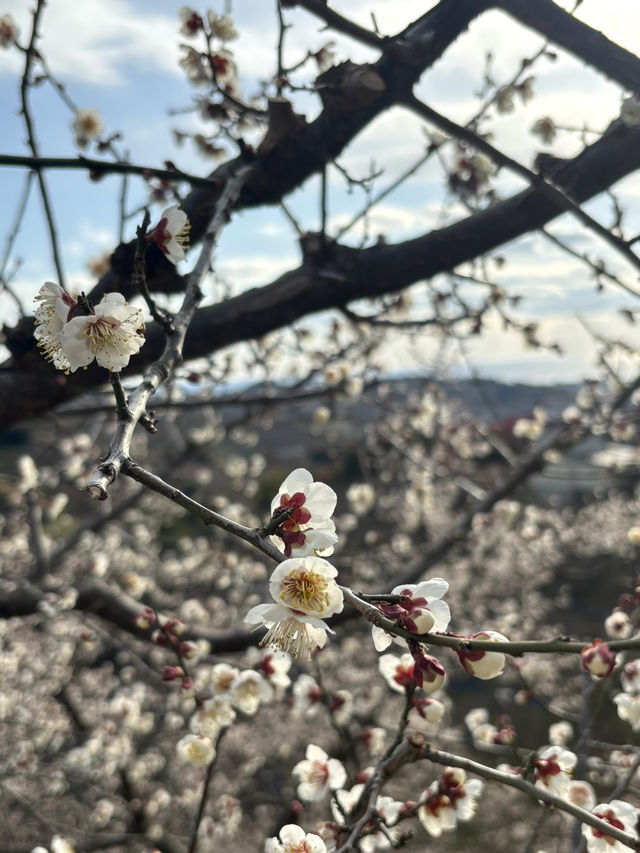 南部（みなべ）梅林へ今年初めての梅を見に❤️