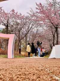 鎮海｜粉紅櫻花交織的軍港節 春日最浪漫的祭典