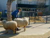 大阪之旅：天王寺動物園的奇妙邂逅與新世界的璀璨夜景
