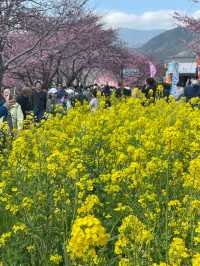 「河津桜並木｜早春を彩る桜のトンネル」