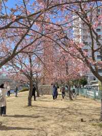 Old Nakagawa River Kawazu Cherry Blossoms