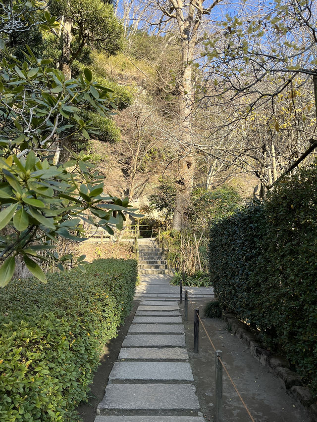 「紫陽花寺」寧靜禪修 鎌倉明月院 #日本古都