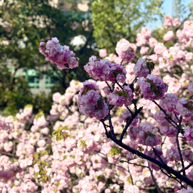 比日本櫻花更美🌸🌸武漢小眾賞櫻地點🤫