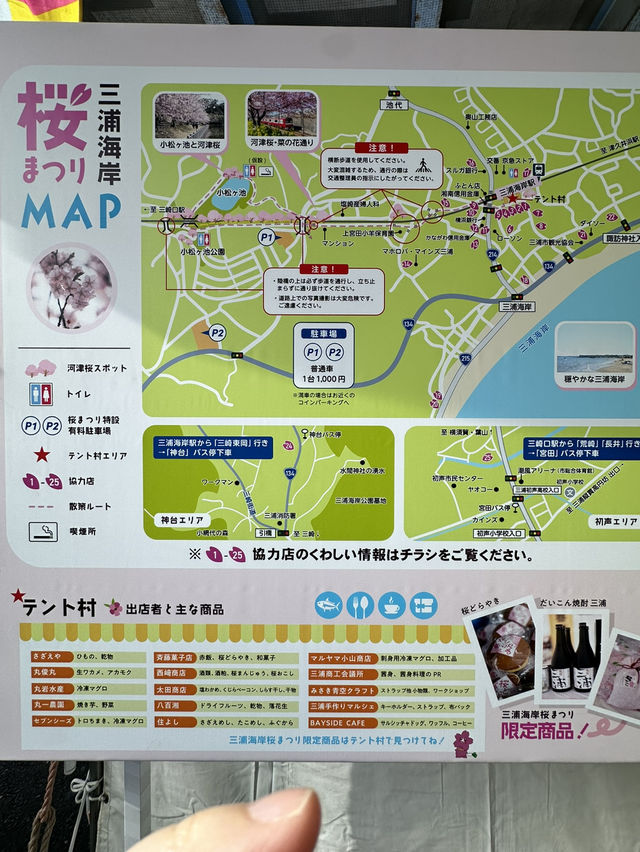 【神奈川の穴場】電車で行ける桜と菜の花の可愛いスポット