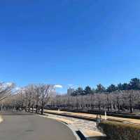 Showa Memorial Park (昭和記念公園)