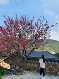 고즈넉한 산사, 구례 천은사 🏯🌿