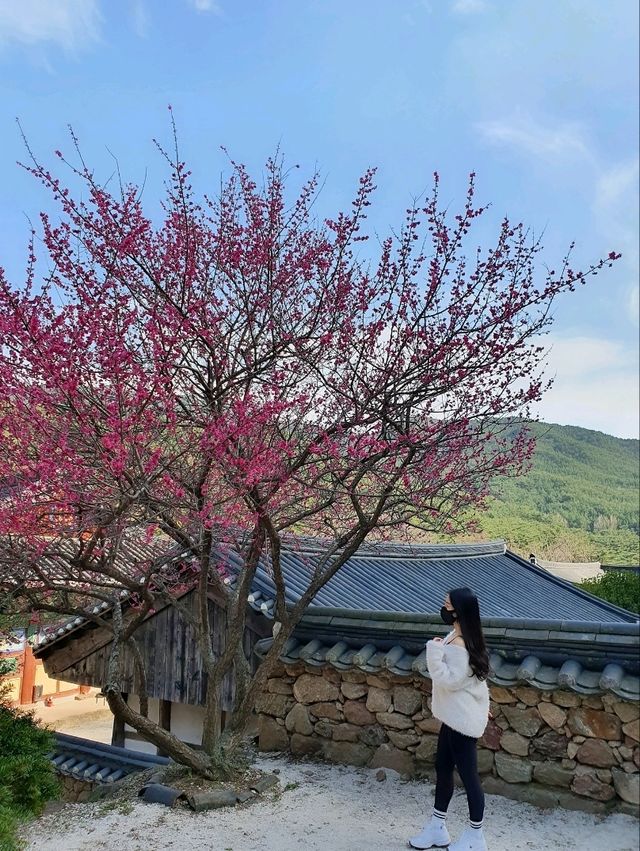 고즈넉한 산사, 구례 천은사 🏯🌿