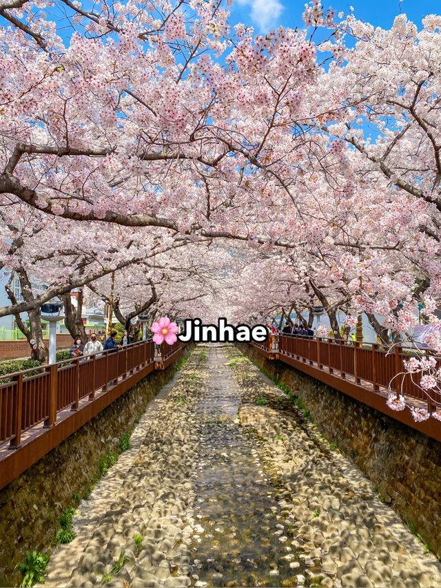 Top Spring Destinations in Korea🌸