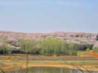 貴安櫻花園賞櫻美景