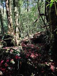 ใบเมเปิ้ลแดง อุทยานแห่งชาติภูหลวง ฟีลญี่ปุ่นนะ