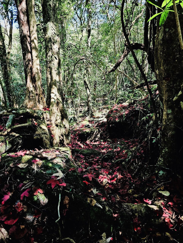ใบเมเปิ้ลแดง อุทยานแห่งชาติภูหลวง ฟีลญี่ปุ่นนะ