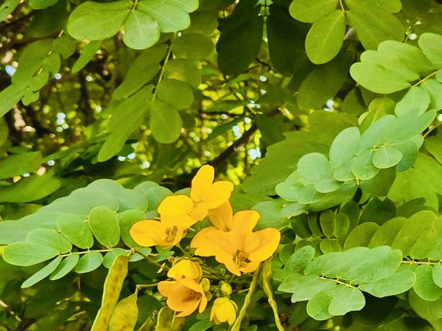 Unwind in Kowloon Park: A Haven of Tranquility