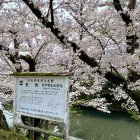 桜の名所。リフレクションも美しい。