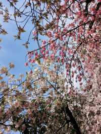 大阪賞櫻，千萬不要錯過🌸造幣局🌸
