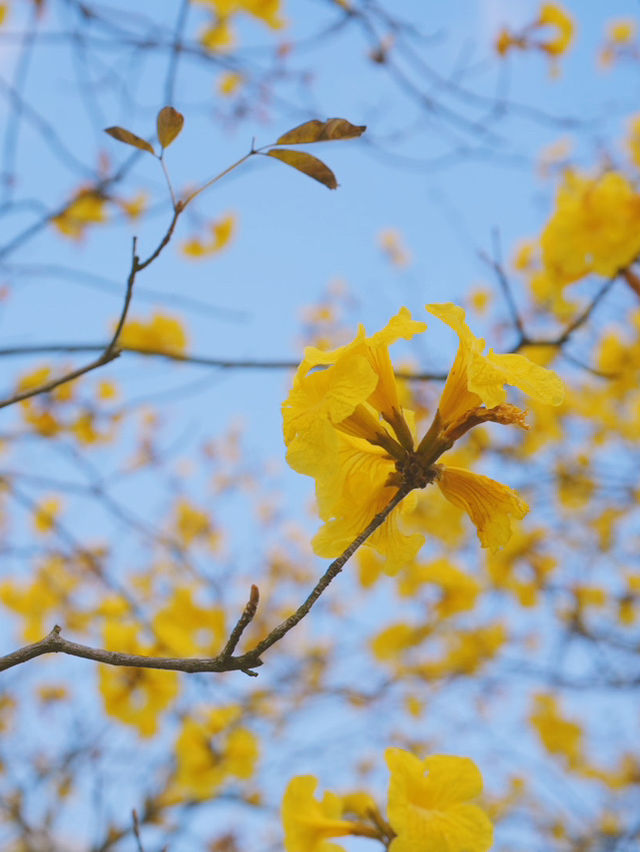  ## 香港秘境！東涌黃風鈴徑，邂逅春日限定的金色浪漫！🌼✨