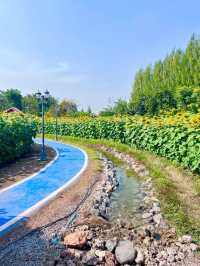 🌻ทุ่งทานตะวัน บ้านไร่นายรุ่ง🌻