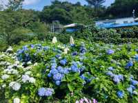萬里高家繡球花田