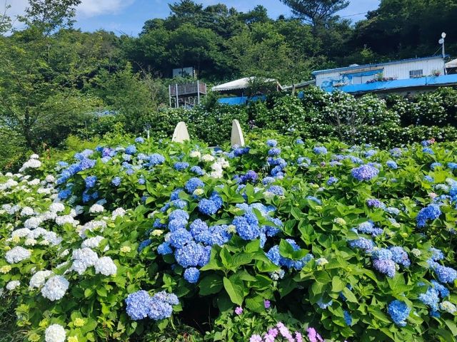 萬里高家繡球花田