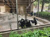 家族で楽しむ都心のリフレッシュポイント – 上野動物園で癒しのひととき