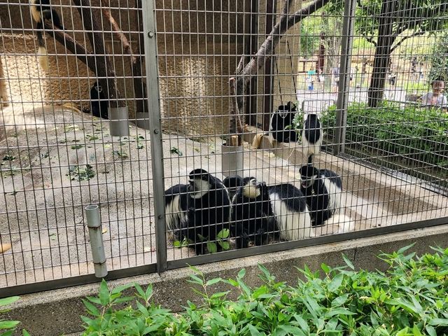 家族で楽しむ都心のリフレッシュポイント – 上野動物園で癒しのひととき