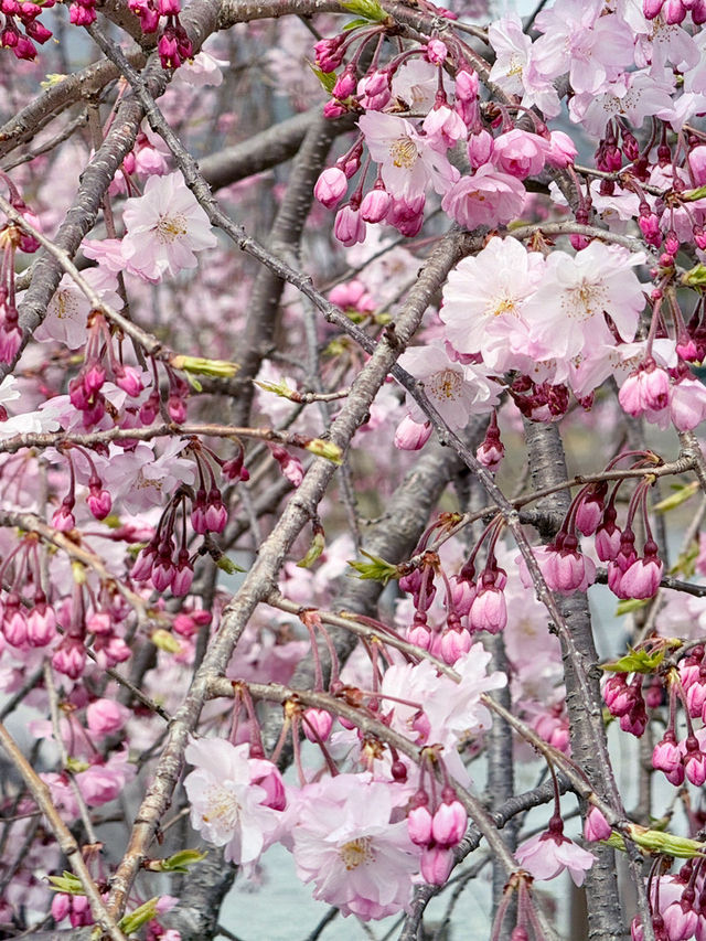 京都嵐山公園中之島地區：櫻花絢爛的春日夢 🌸🏞️