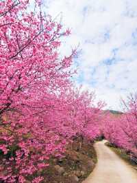 財伯櫻花果園 新竹在地超美櫻花海