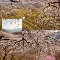 A Photographer's Dream in Spring 📸🌸 