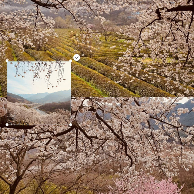 A Photographer's Dream in Spring 📸🌸 