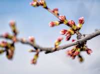 Catch the Cherry Blossoms in full Bloom Next Week in Tidal Basin