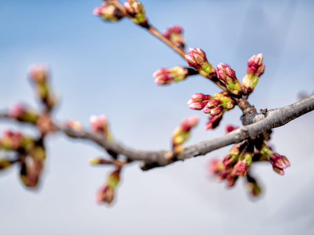 Catch the Cherry Blossoms in full Bloom Next Week in Tidal Basin