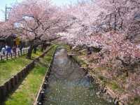 Chasing Sakura at Shingashi River in Kawagoe