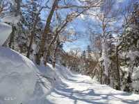 Ski with amazing view @Nagano Shiga Kogen