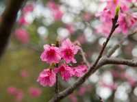  Chasing Sakura in Okinawa 🌸