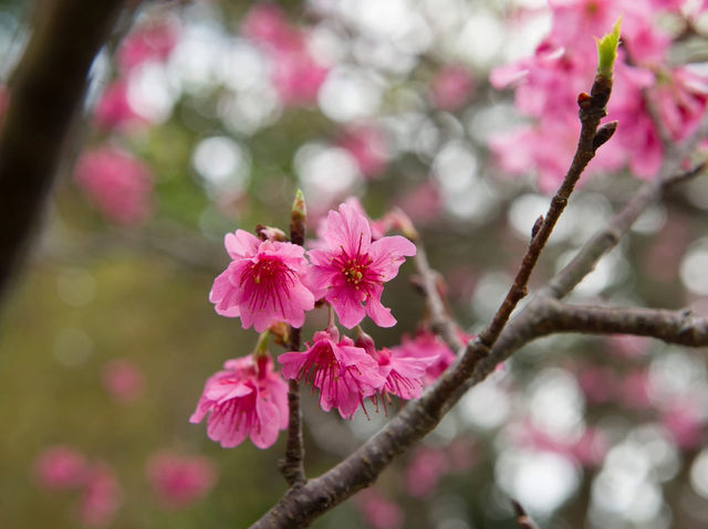  Chasing Sakura in Okinawa 🌸