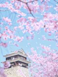 【長野】行かなきゃ損‼️桜と城の絶景🏯濃いピンクの桜ココ🌸