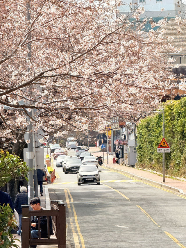 釜山｜迎月路粉色浪漫散步道 臥牛山的浪漫故事