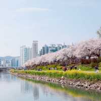 SPRINGTIME SERENITY | A WALK THROUGH ONCHEONCHEON STREAM