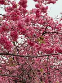 Kunming Zoo จุดชมดอกไม้บาน