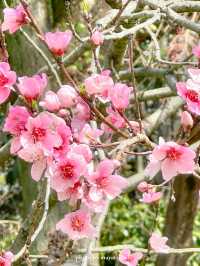 桜いろいろな種類があるから長く楽しめる【東京／調布】