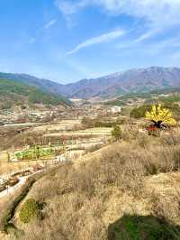 당일치기 봄축제 추천