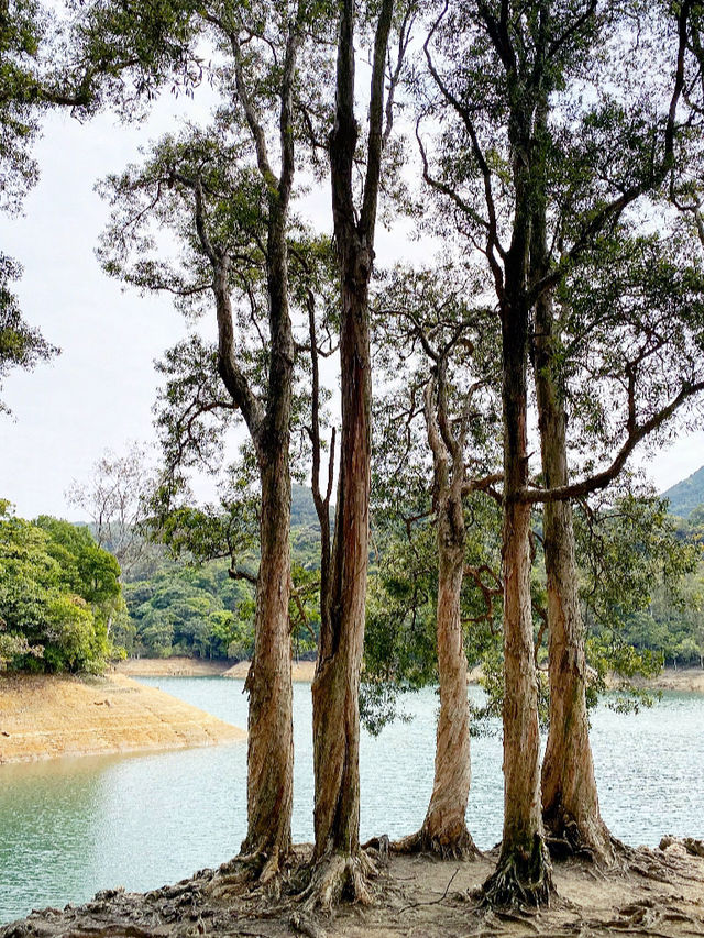 白千層｜香港最易徒步打卡景點🌳