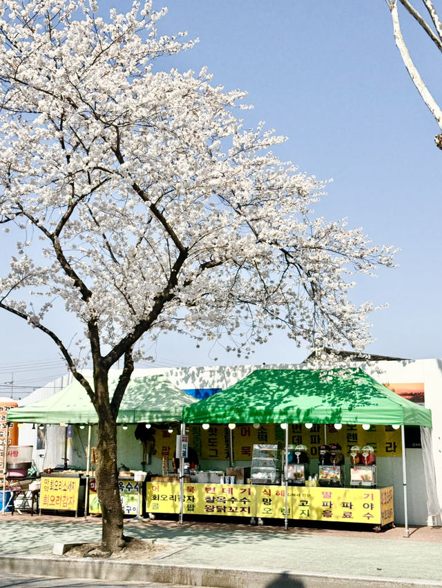 🌸하트 벚꽃 포인트가 있는 대릉원 돌담길🌸