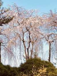 Seoul's Spring Spectacle: Experiencing the Beauty of Yunjung Road
