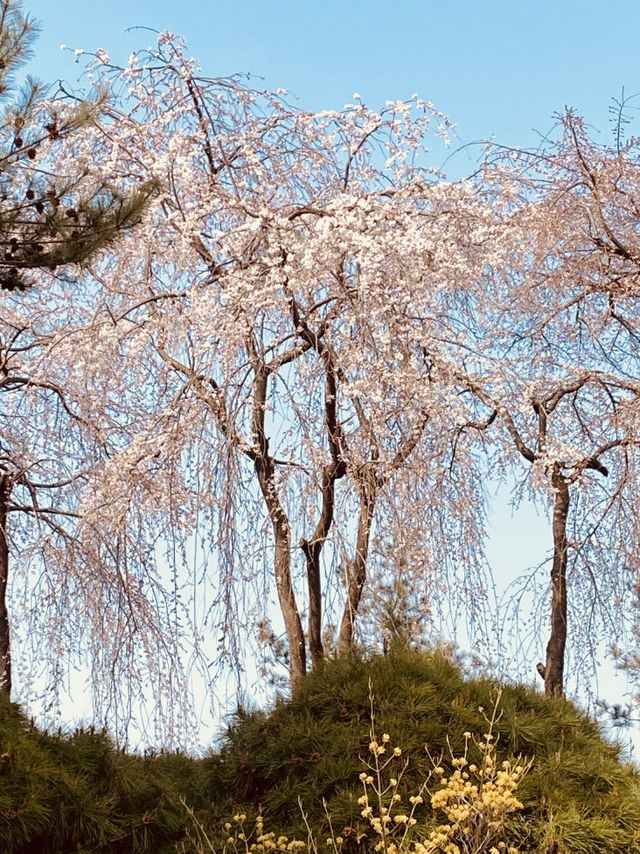 Seoul's Spring Spectacle: Experiencing the Beauty of Yunjung Road
