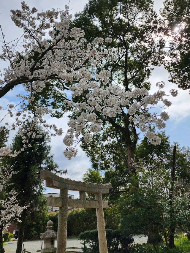 【山口グルメ】和カフェ大貫・山口の桜